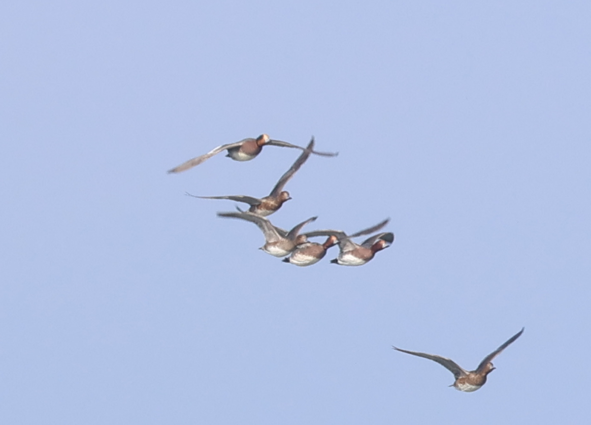 Eurasian x American Wigeon (hybrid) - ML524278501