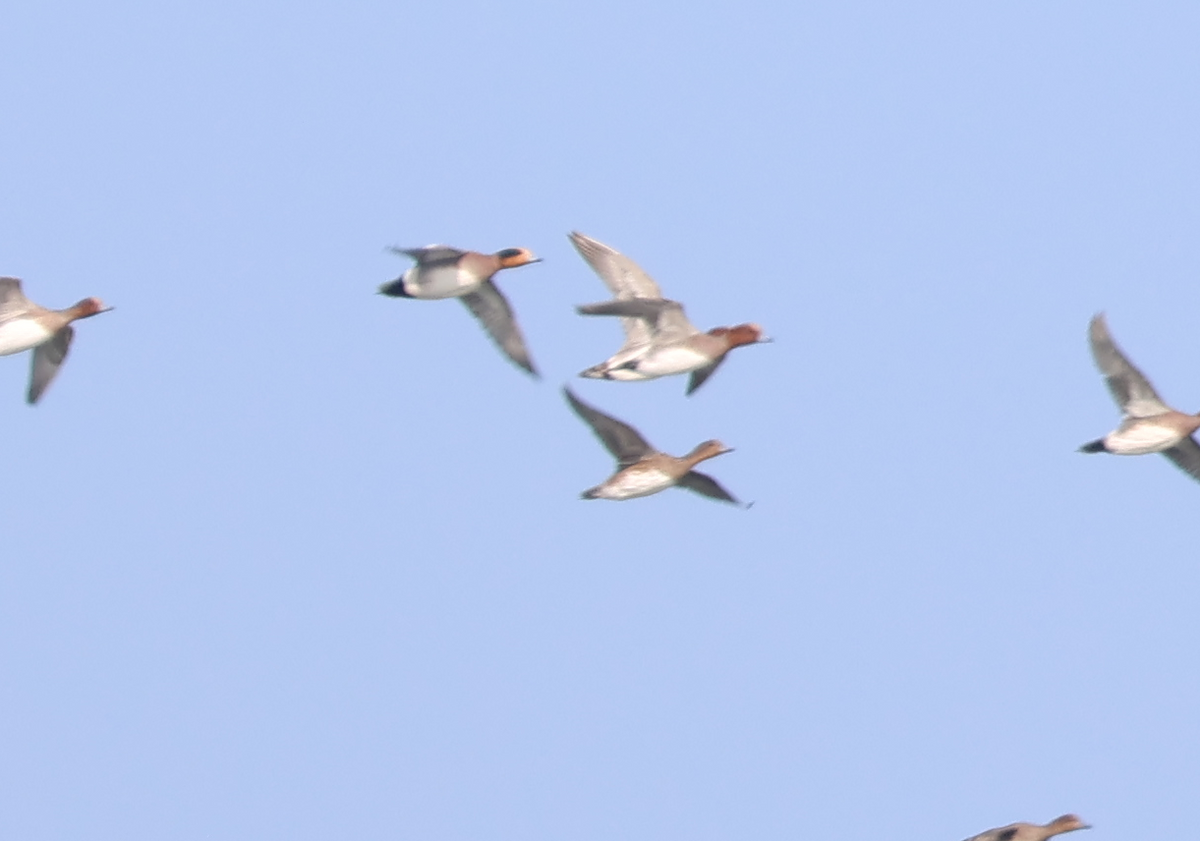 Eurasian x American Wigeon (hybrid) - ML524278521