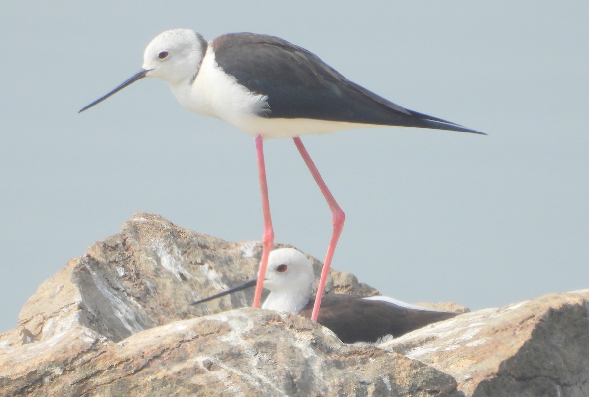 Black-winged Stilt - ML524279811