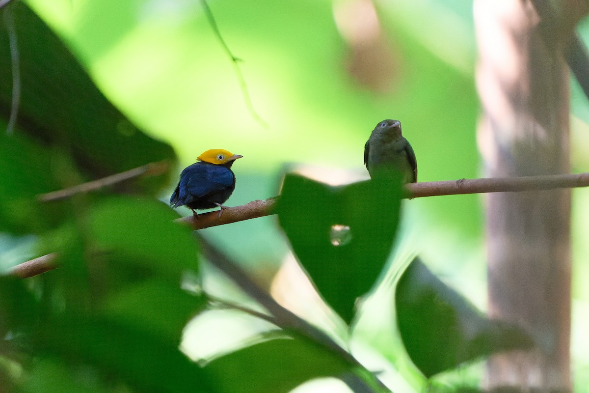 Golden-headed Manakin - ML524281821