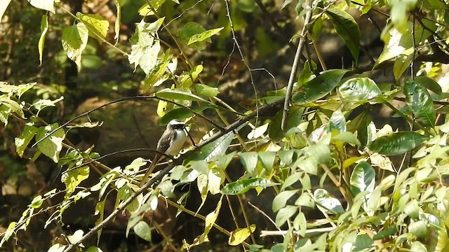 White-browed Fantail - ML524282511