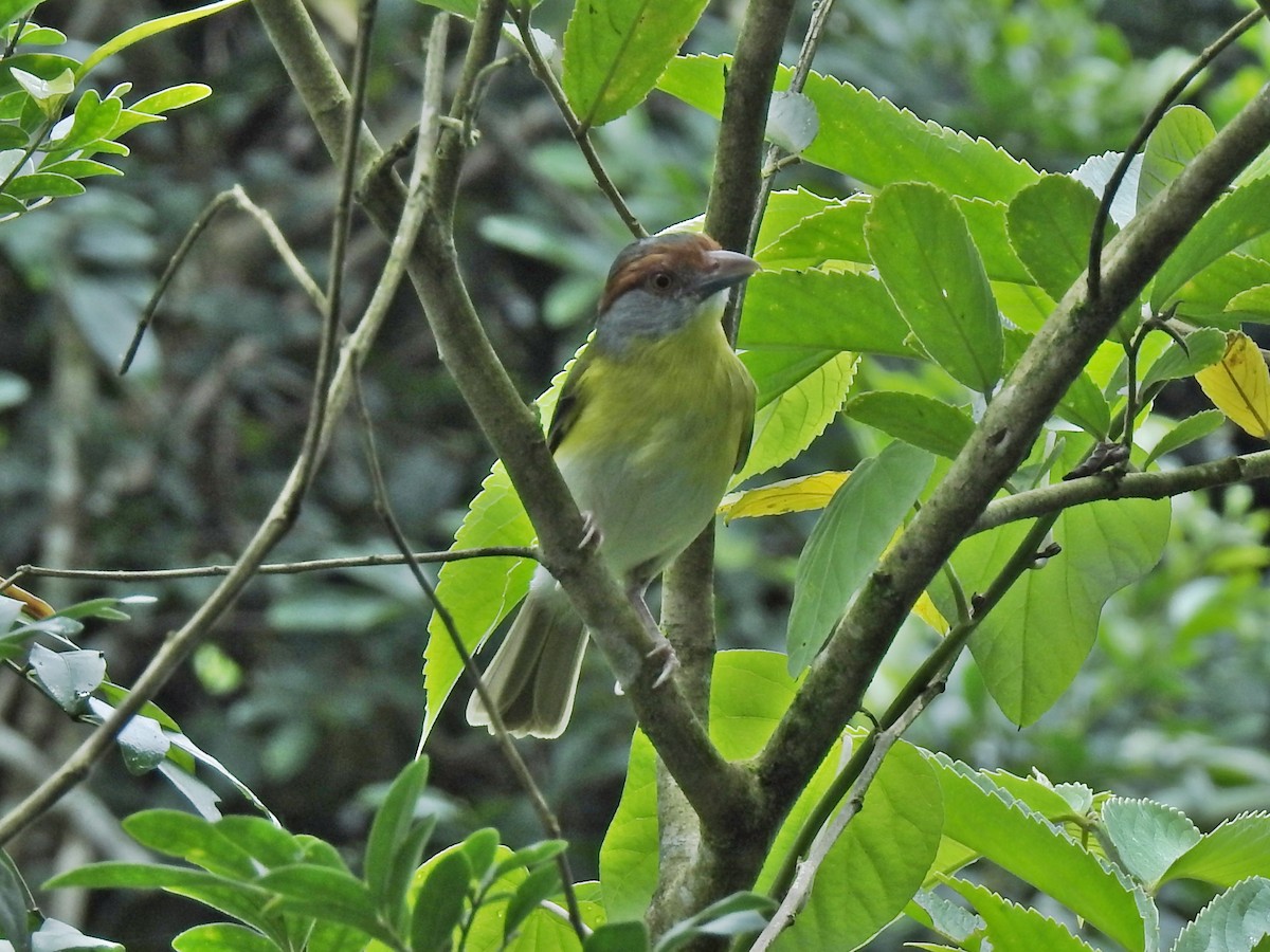 Rufous-browed Peppershrike - ML52428321