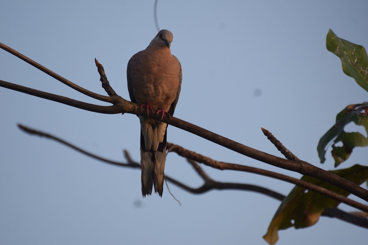 珠頸斑鳩 - ML524284391