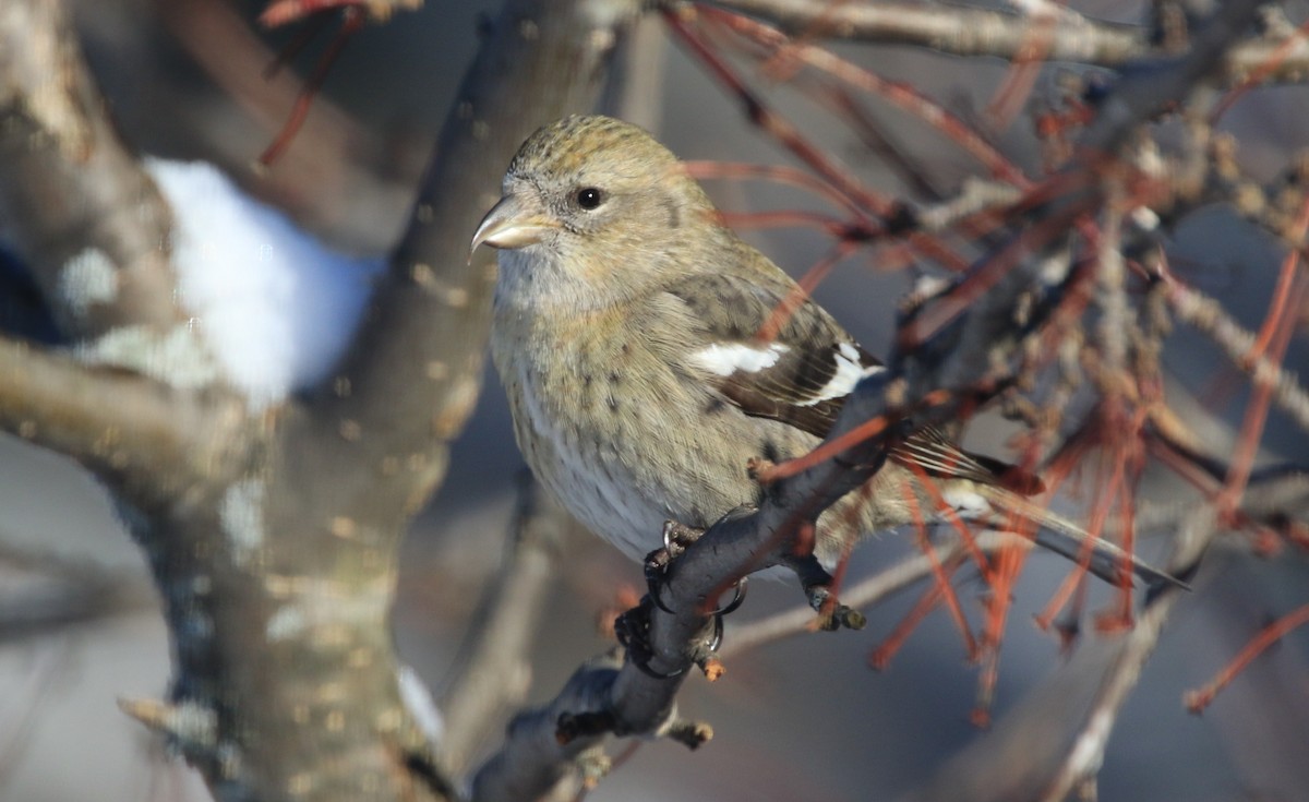 White-winged Crossbill - ML524284411