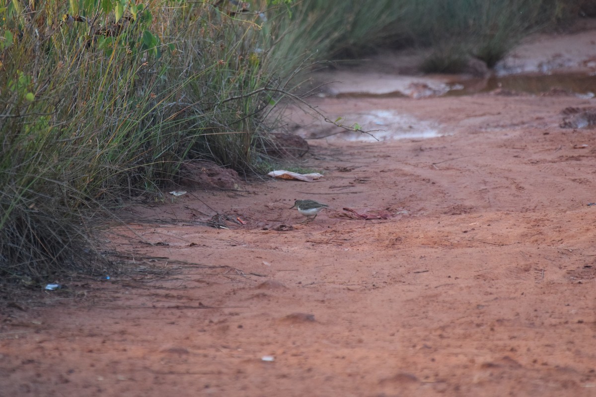 Common Sandpiper - ML524284861