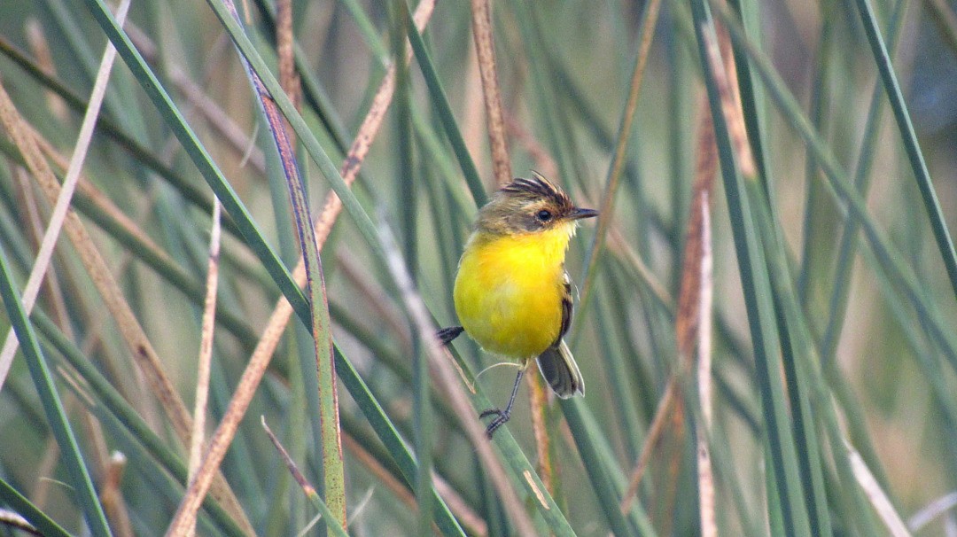 Crested Doradito - ML524285021