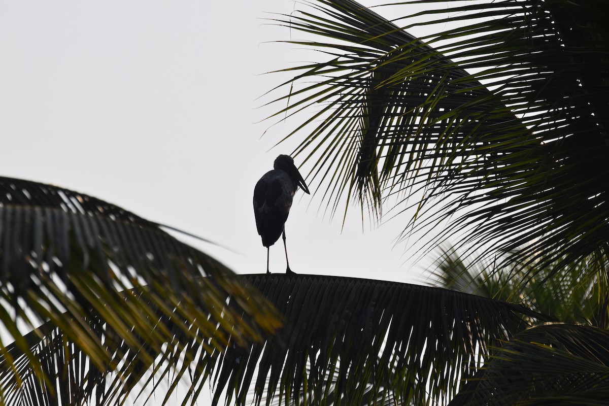 Asian Openbill - ML524285041