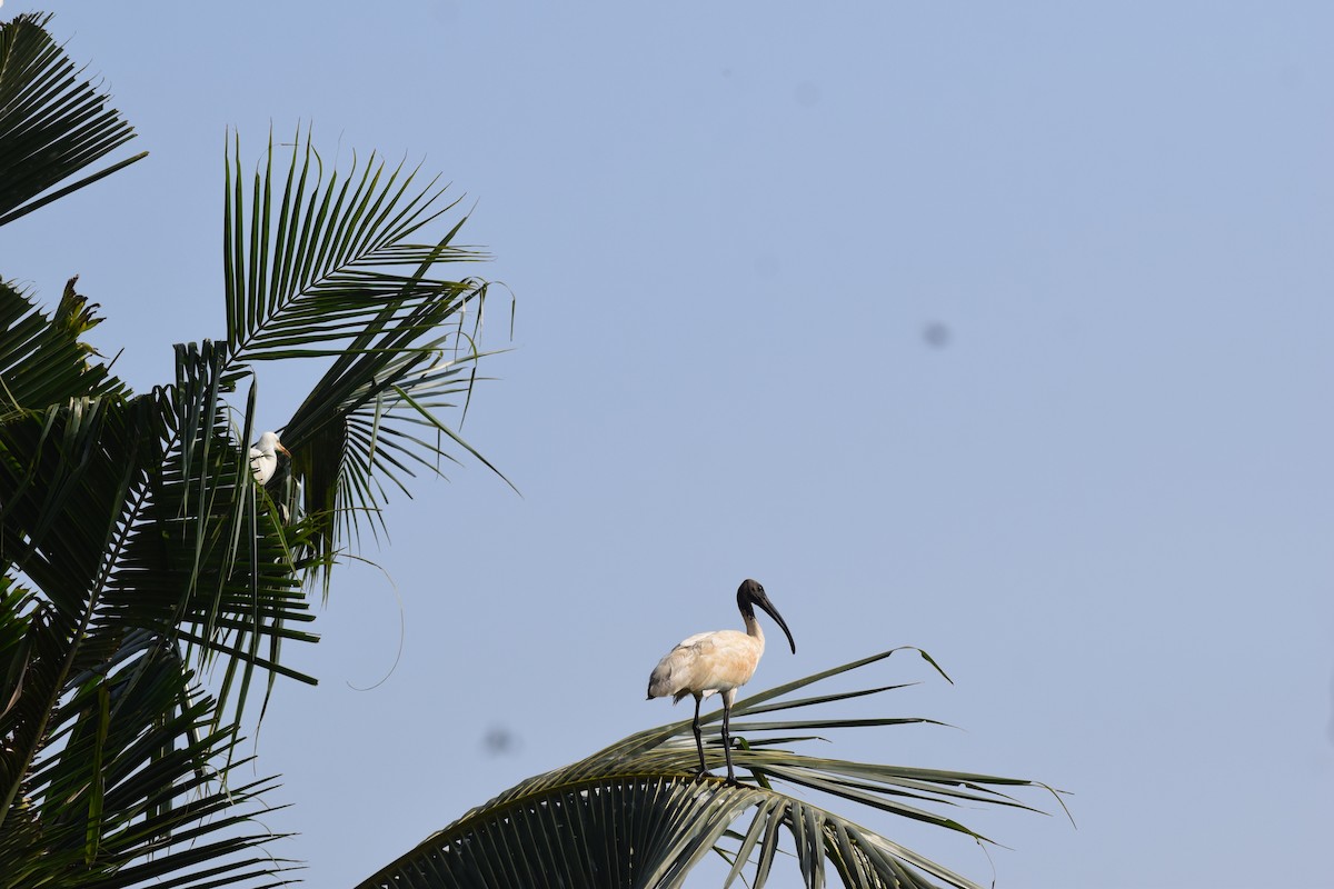 Ibis à tête noire - ML524285101