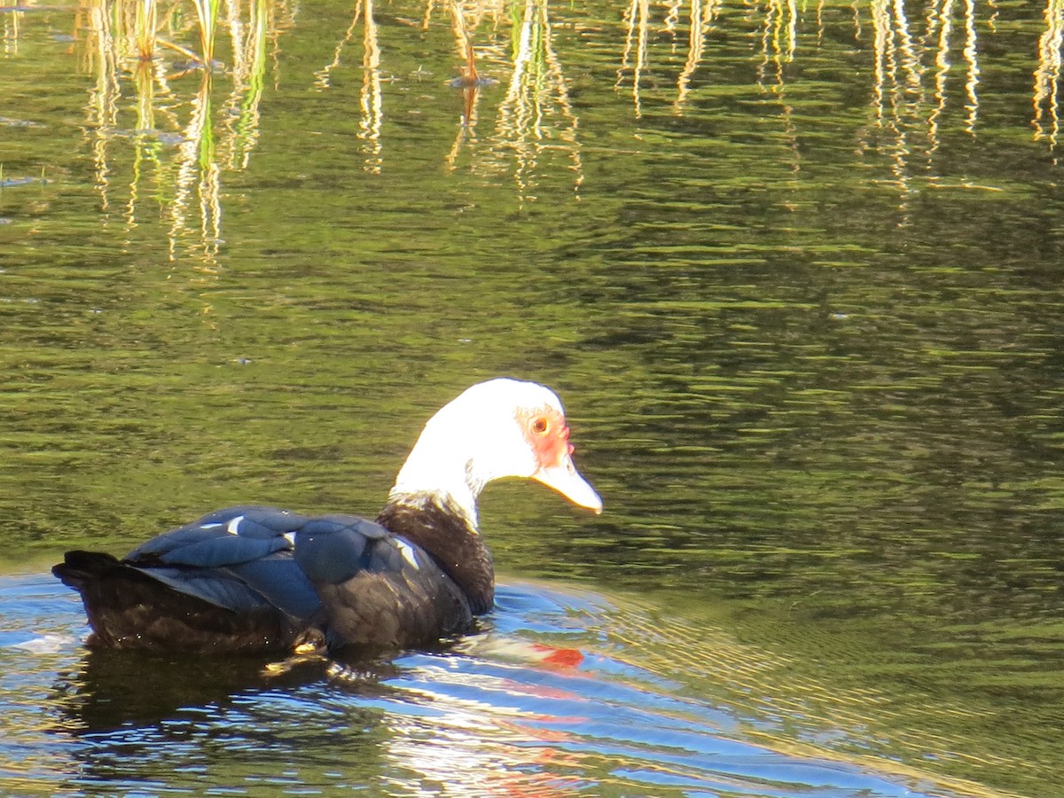 Canard musqué (forme domestique) - ML524285841