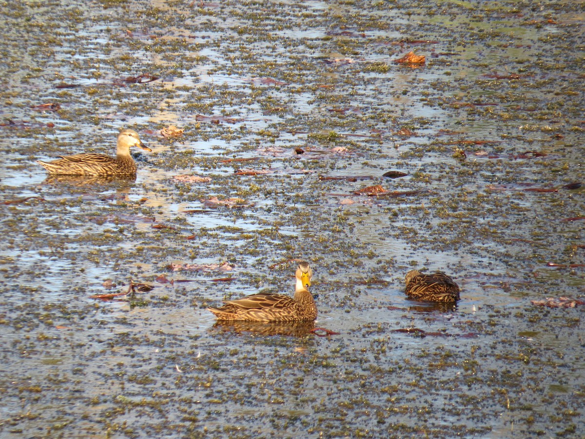 Mottled Duck - ML524285961