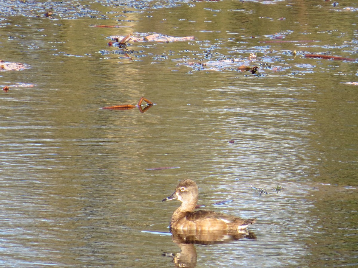 Ring-necked Duck - ML524285991