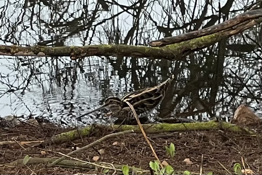 Common Snipe - ML524286591