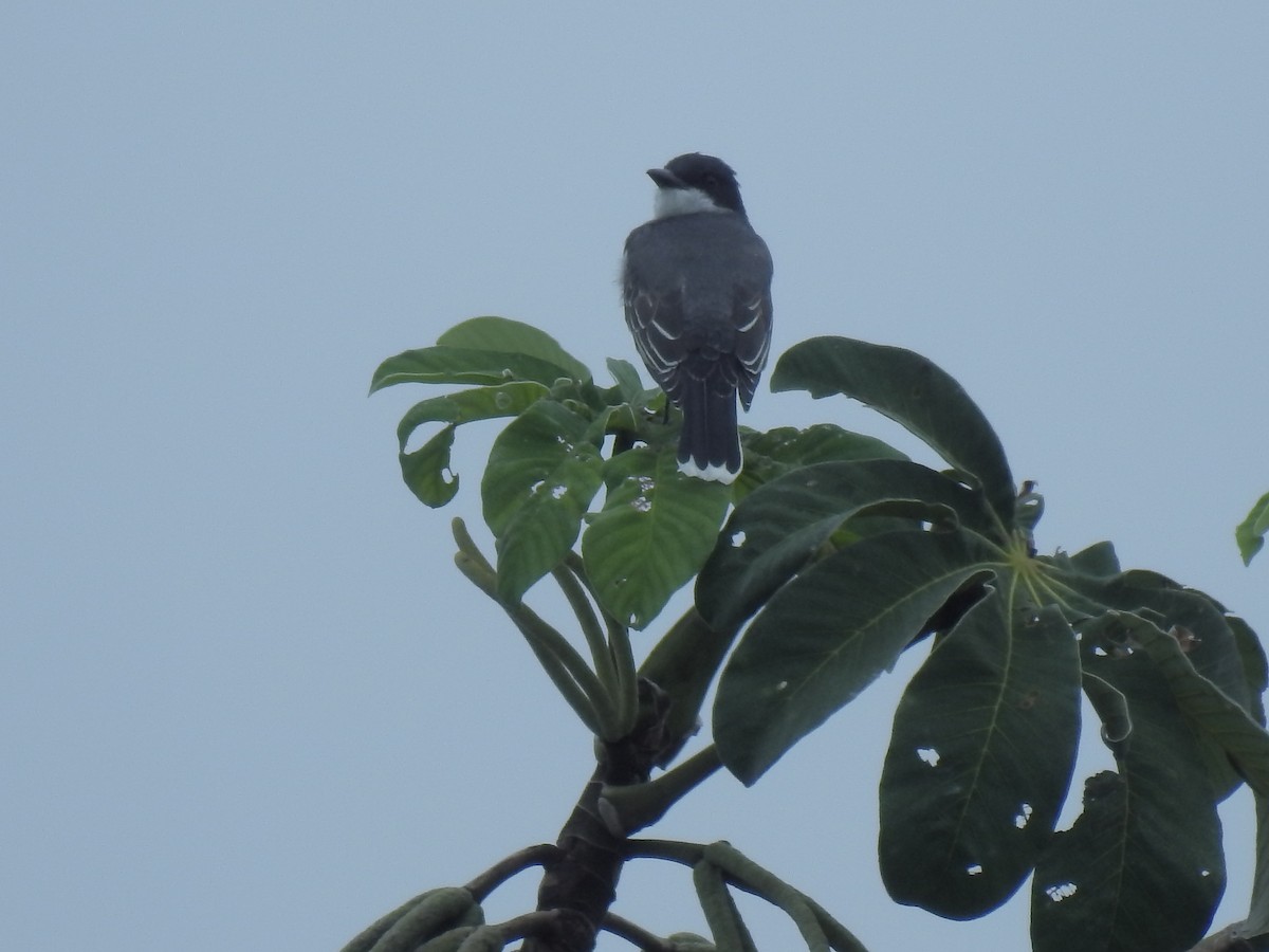 Eastern Kingbird - ML52428711