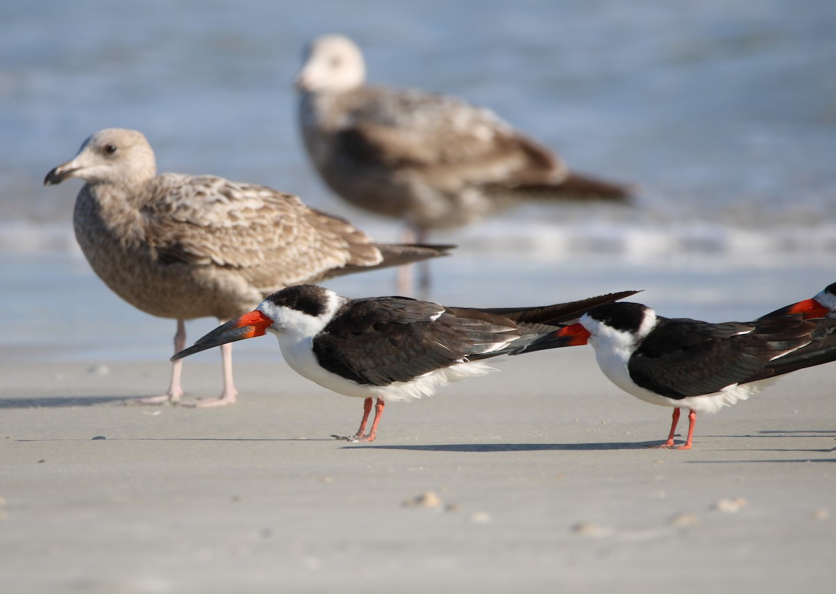 Black Skimmer - ML524287281