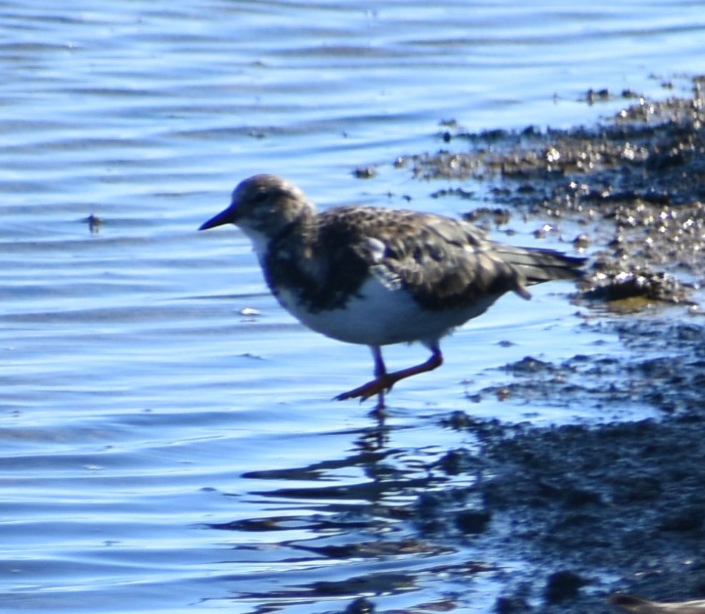 Ruddy Turnstone - ML524287441