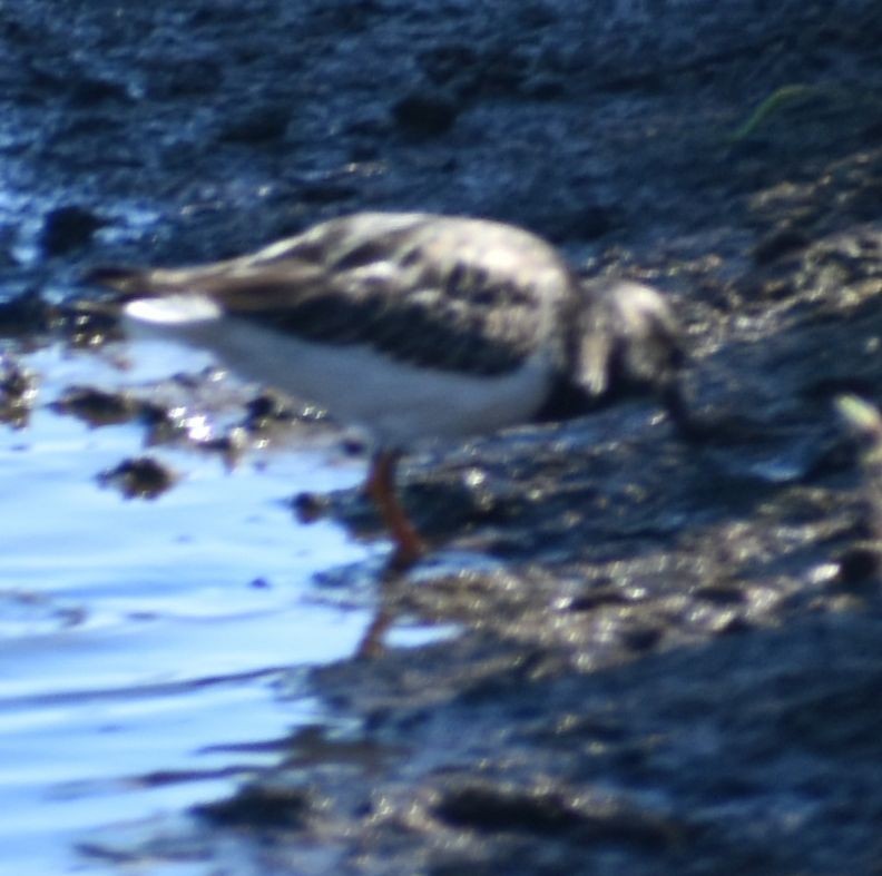 Ruddy Turnstone - ML524287451