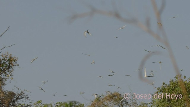 Scissor-tailed Kite - ML524288151