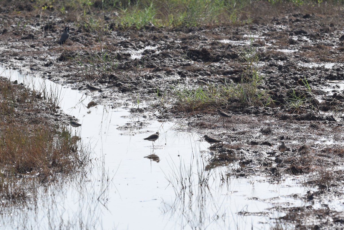 Wood Sandpiper - Lathika  K K