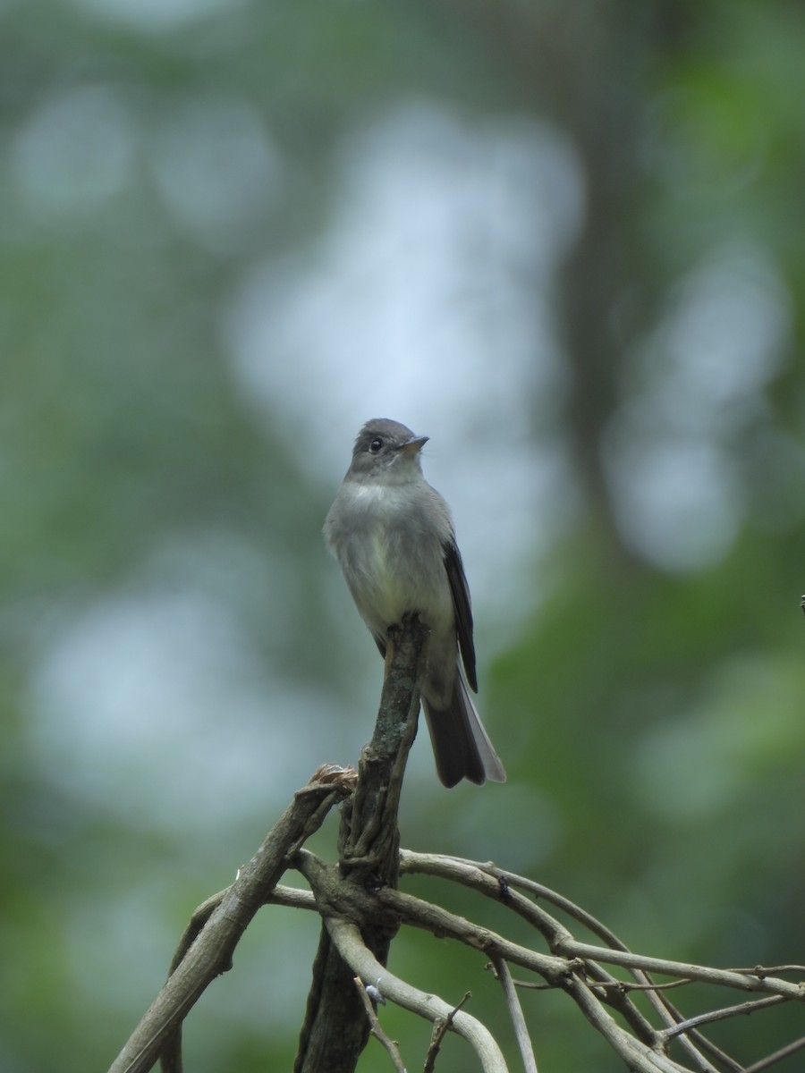 Western/Eastern Wood-Pewee - ML52428851