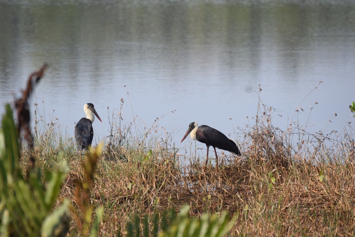 Asian Woolly-necked Stork - ML524288611