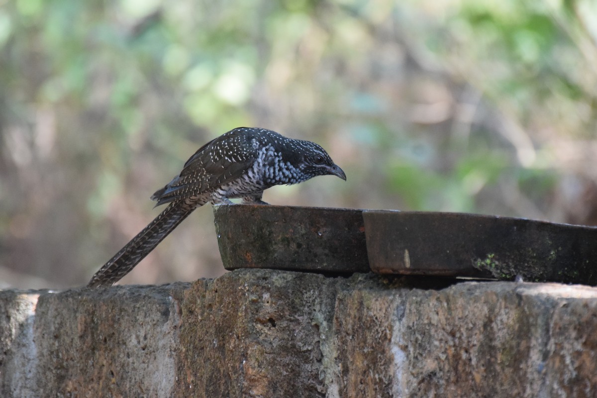 Asian Koel - ML524289911