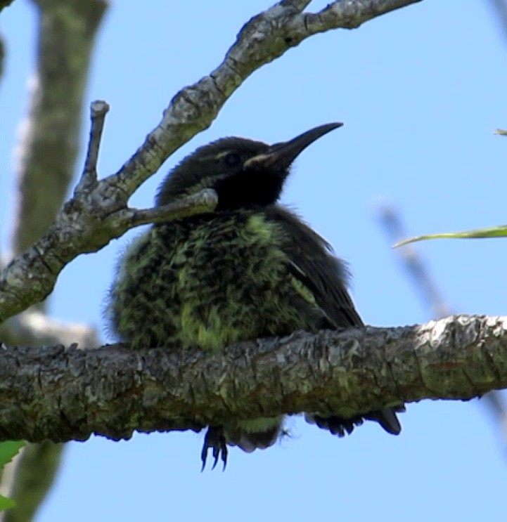 Amethyst Sunbird - ML524289921