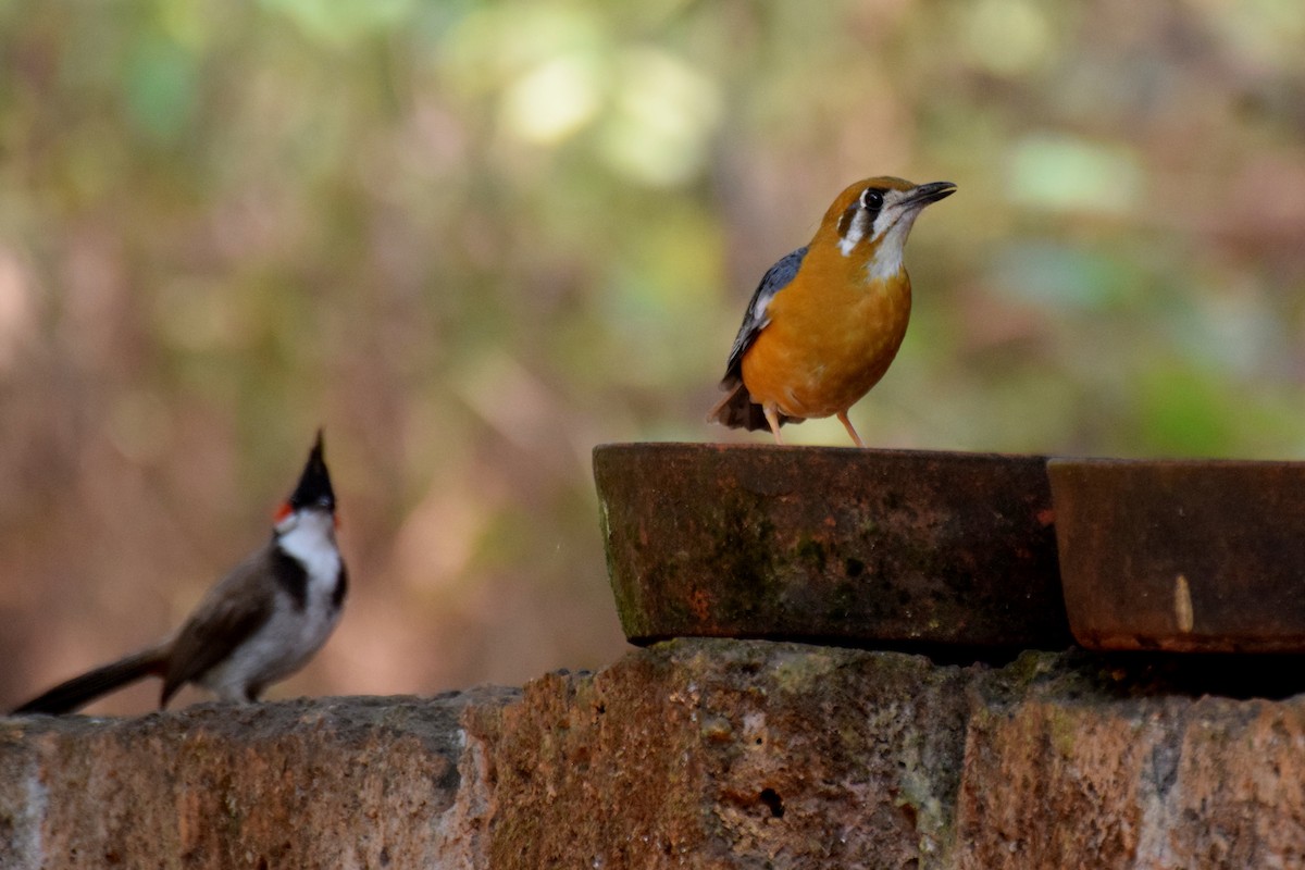 Orange-headed Thrush - ML524290151