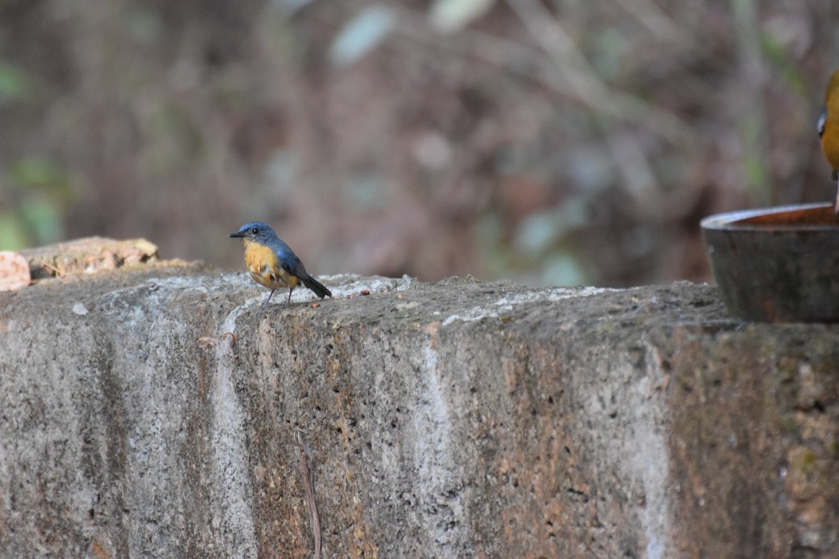 Tickell's Blue Flycatcher - Lathika  K K