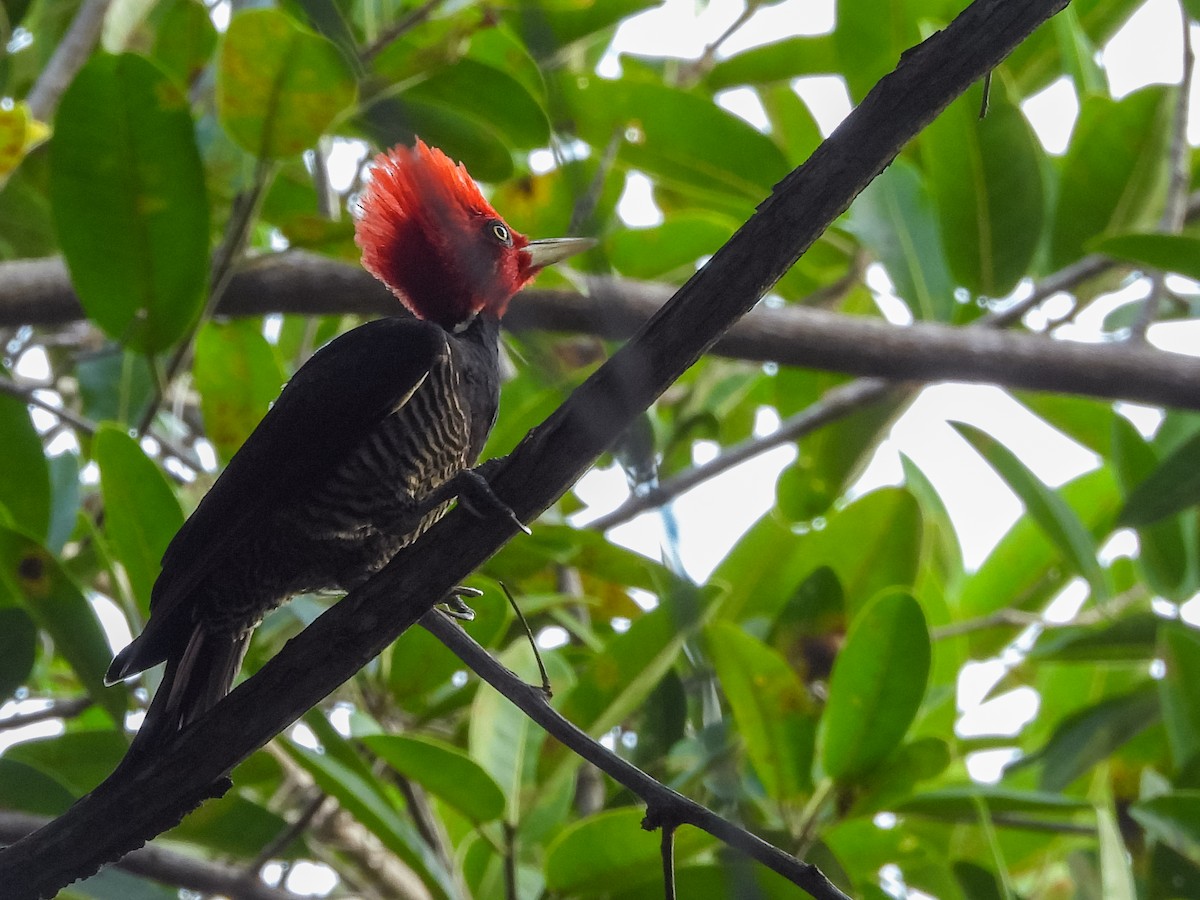 Pale-billed Woodpecker - ML524291851