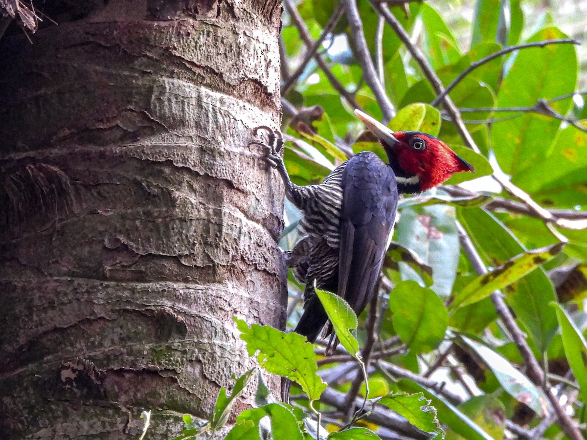 Pale-billed Woodpecker - ML524291861