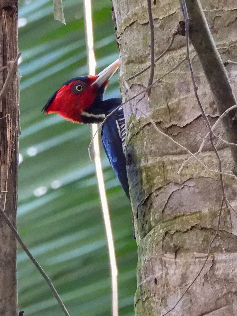 Pale-billed Woodpecker - ML524291921
