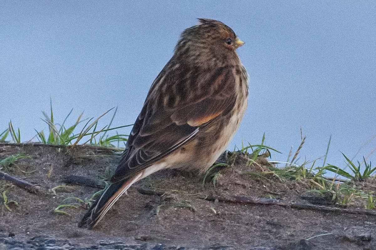 Twite - Bruce Kerr