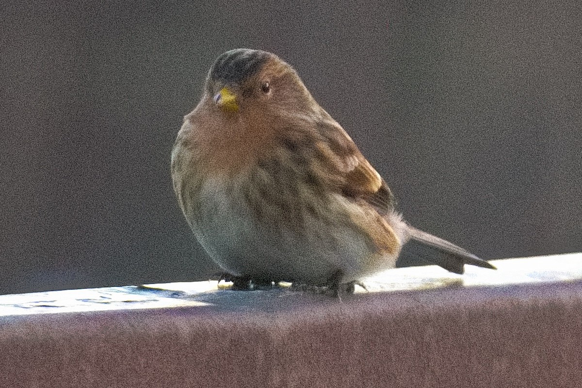 Twite - Bruce Kerr