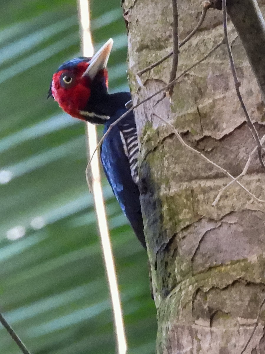 Pale-billed Woodpecker - ML524292501