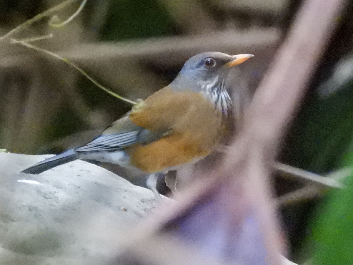 Meksika Ardıcı (rufopalliatus) - ML524293301
