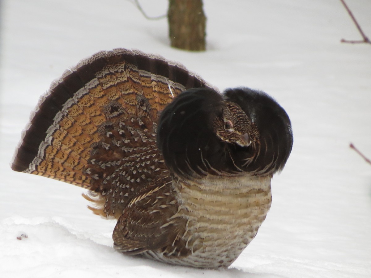 Ruffed Grouse - ML524294451