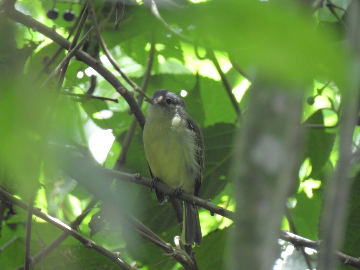 Yellow-olive Flatbill - ML52429531