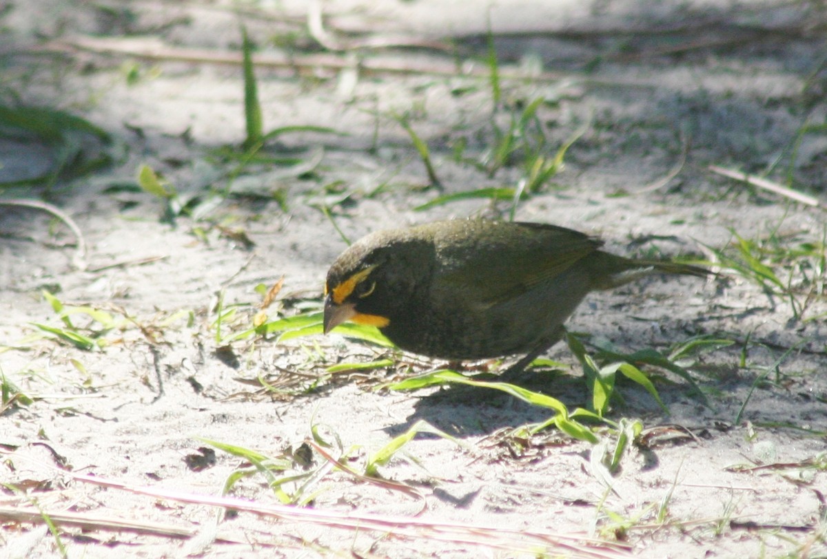 Yellow-faced Grassquit - ML52429541