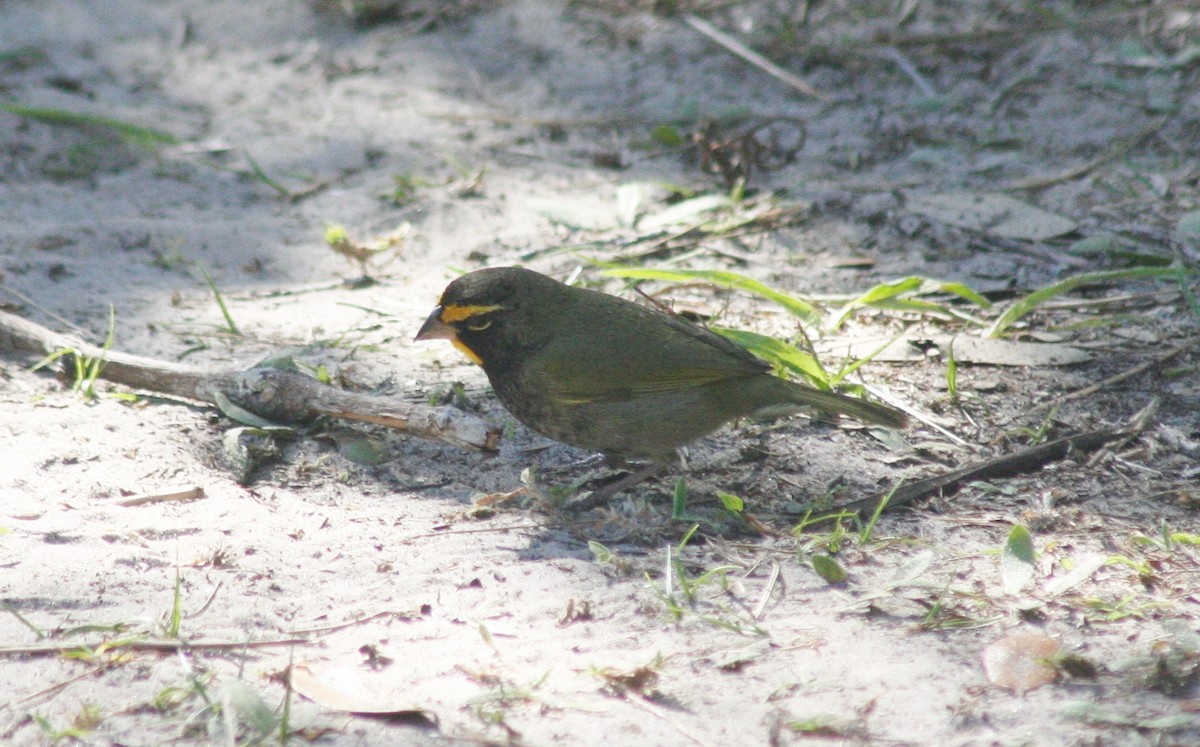 Yellow-faced Grassquit - ML52429621