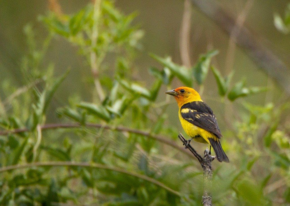 Western Tanager - ML524297431