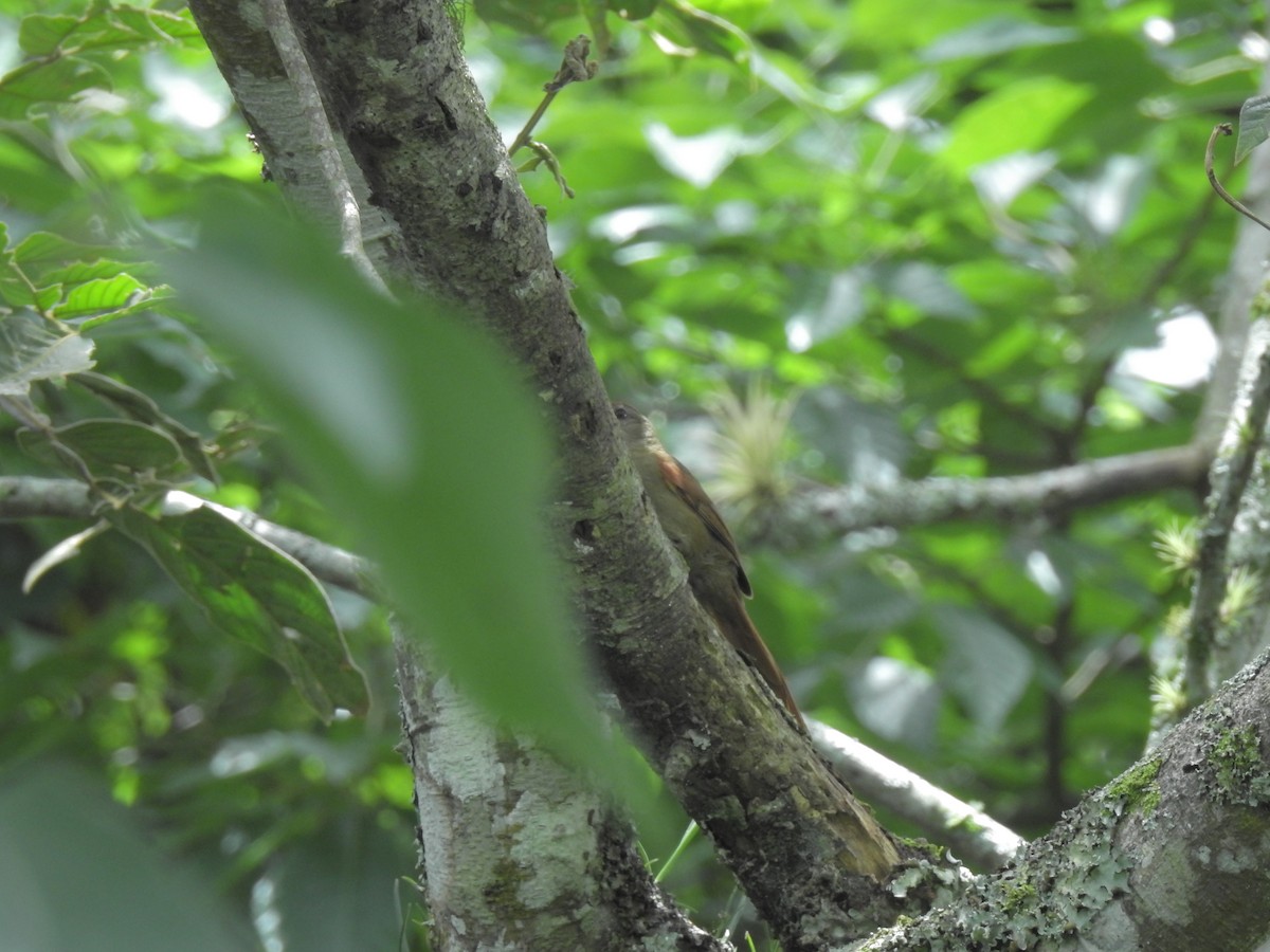 Ash-browed Spinetail - ML52429761