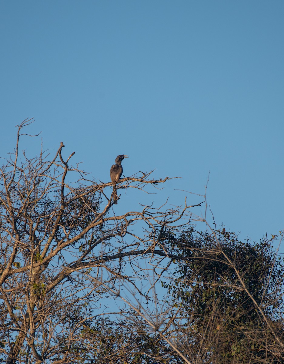 Indian Gray Hornbill - ML524297681