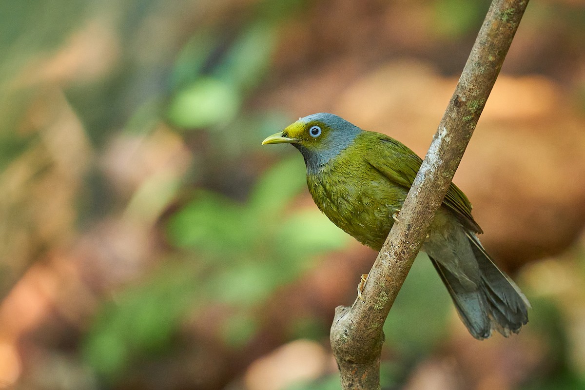 Gray-headed Bulbul - ML524297871