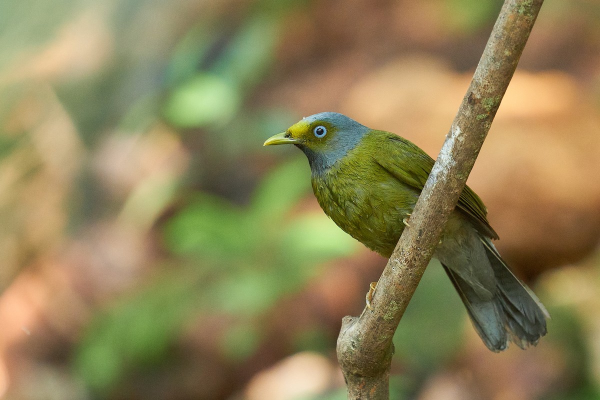 Gray-headed Bulbul - ML524297881