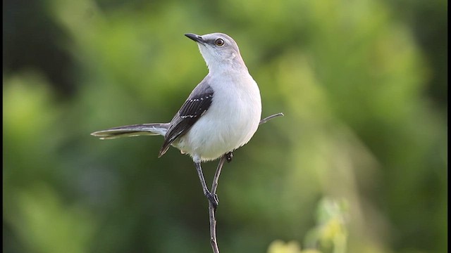 Tropical Mockingbird - ML524298071