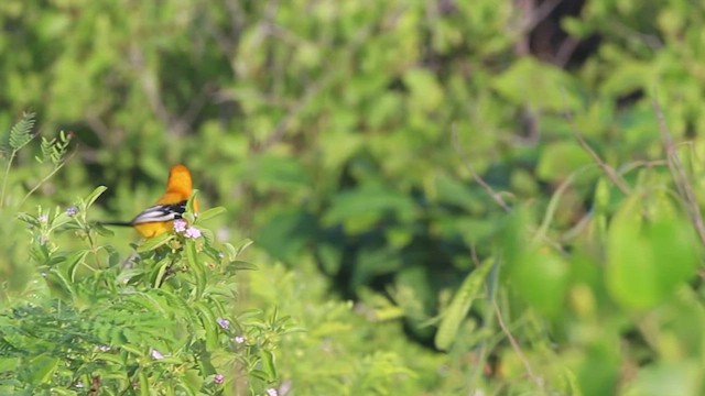 Orange Oriole - ML524298101