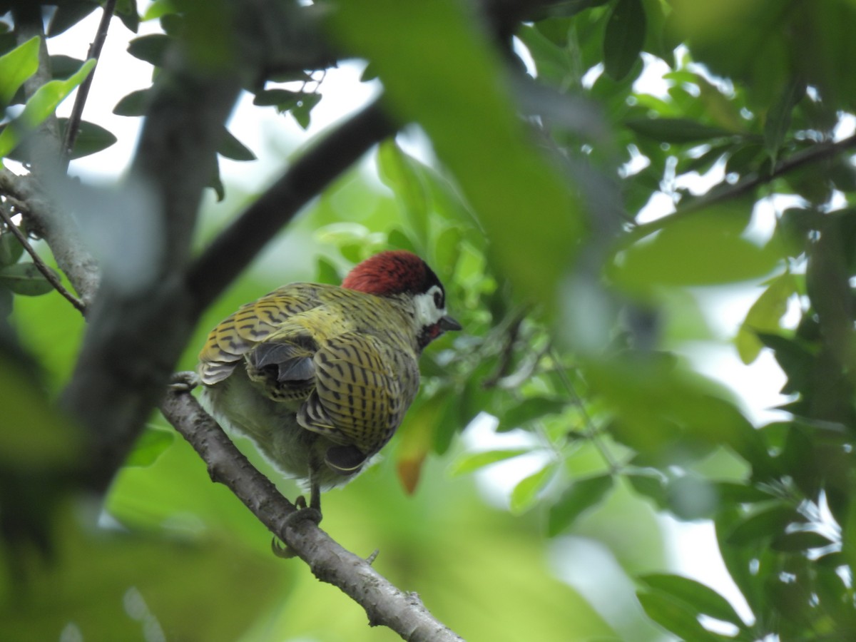 Spot-breasted Woodpecker - ML52429911