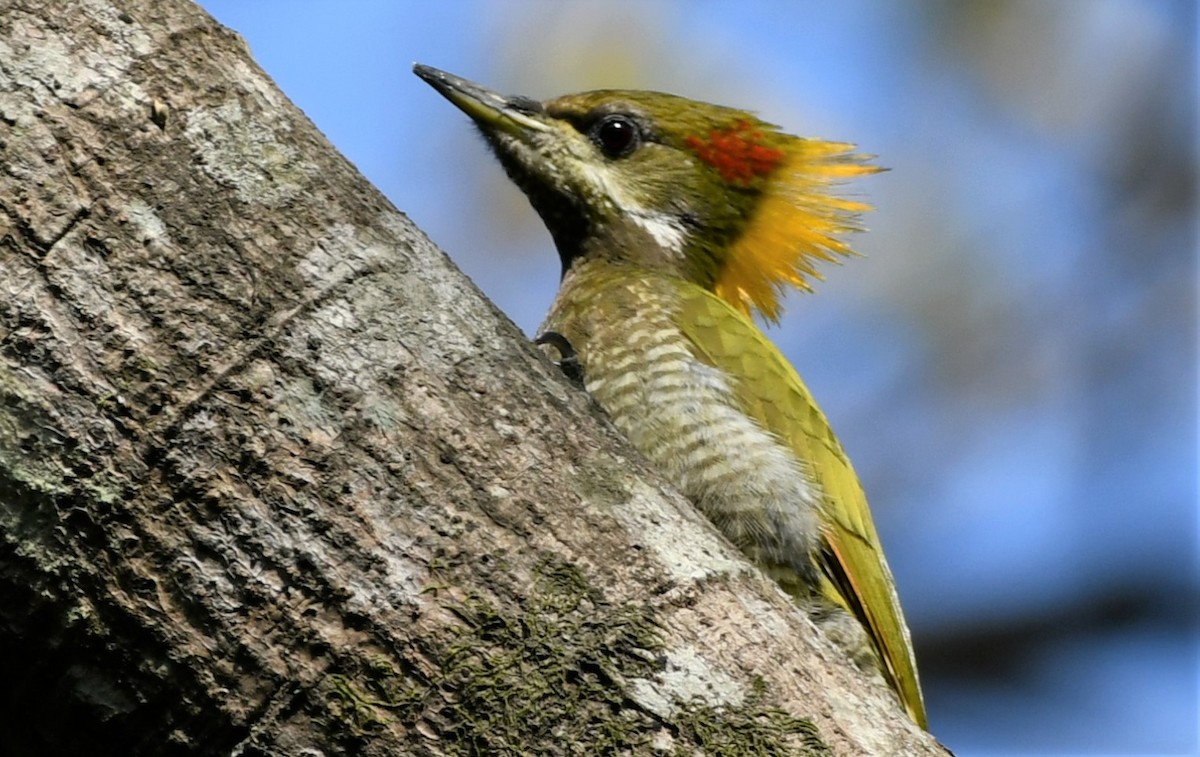 Lesser Yellownape - ML524299291