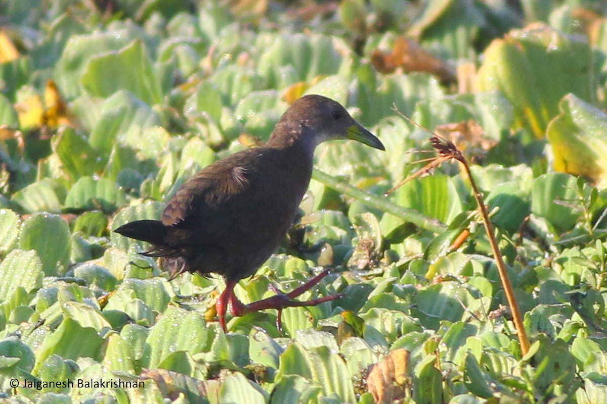 Brown Crake - ML524299511
