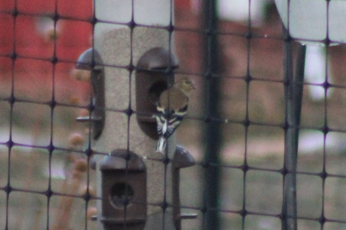 American Goldfinch - ML524301071